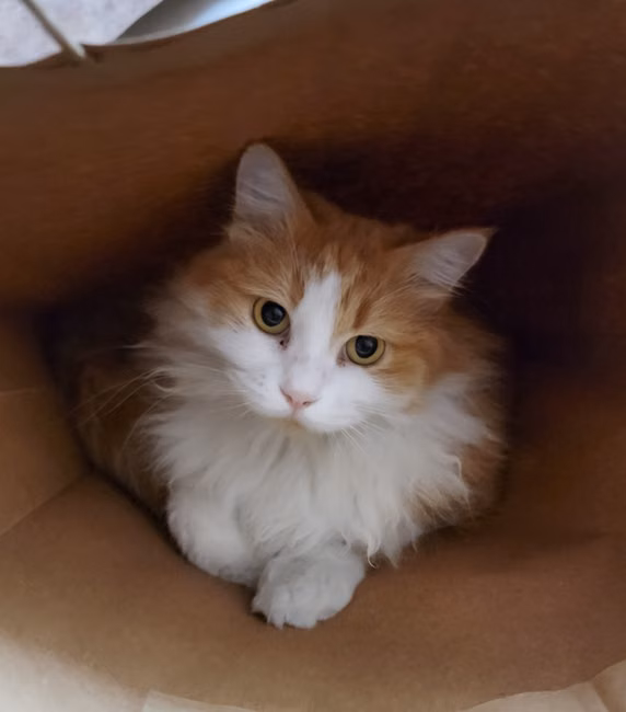 Areia Sanitária para Gatos (4kg)