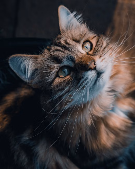 Cobertor Pet Soft